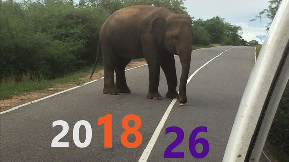 Elephant on the road