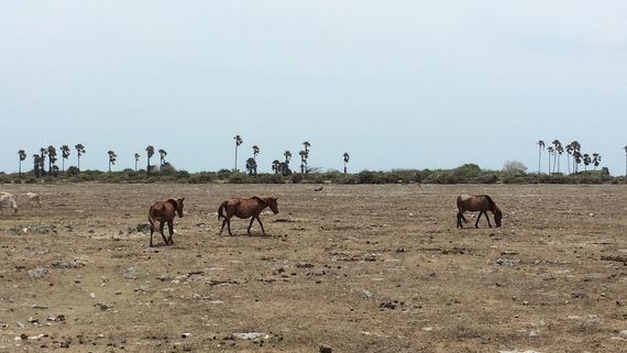 Wild Ponies