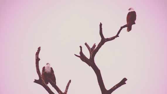 Орлы в Аругам Бэй, Шри-Ланка