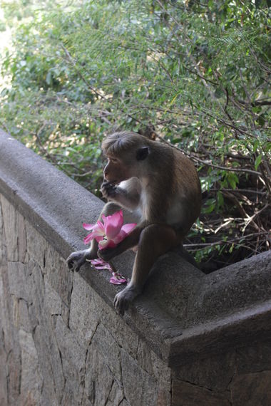Monkey on the path to Dambulla Cave Temple