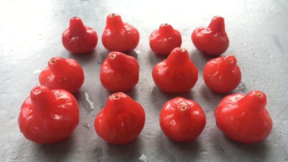 Розовые яблоки Чомпу