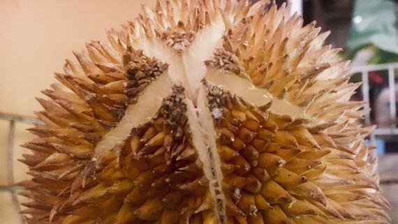 Разломленный дуриан