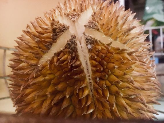 Cracked Durian