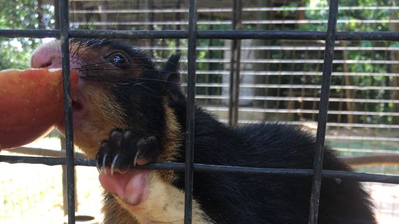 Гигантская белка дандолена