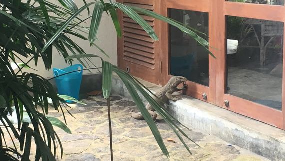 Попытка внедрения варана