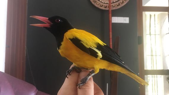 Черноголовая иволга