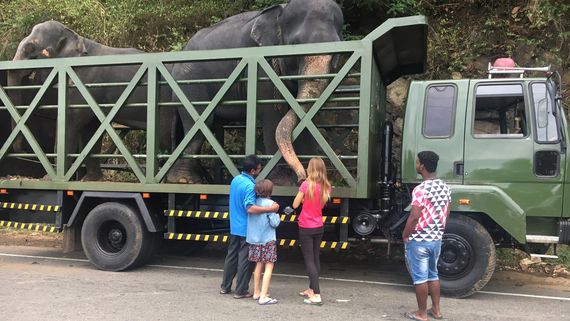 Перевозка слонов