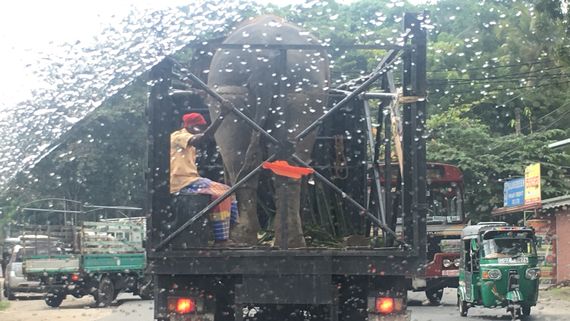 Слон в грузовике