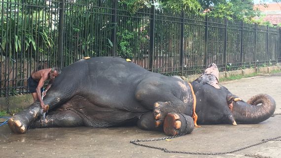 Мытье слона