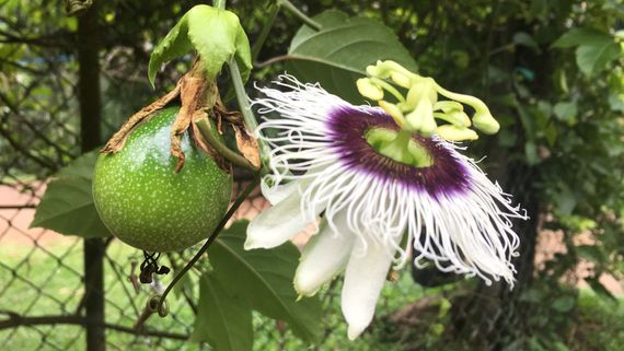 Цветок маракуйи