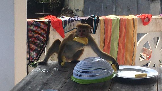Голодная обезьяна