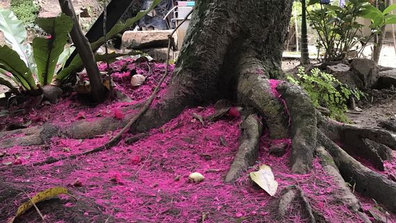 Pini Jambu или Розовое яблоко