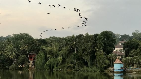 Стая бакланов над рекой Махавели