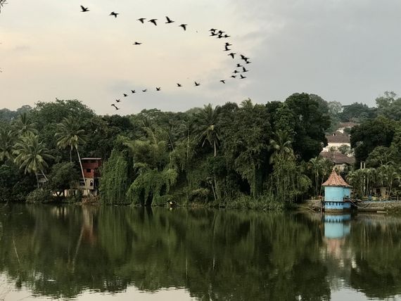 Flock of Cormorants over Mahaveli river