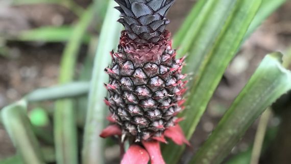 Очень редкий красный ананас