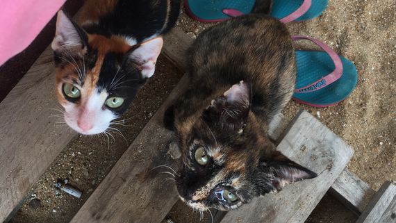 Апрельские коты