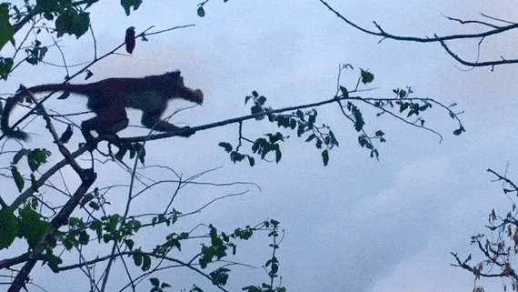 Прыгающая обезьяна