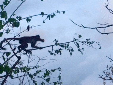 Прыгающая обезьяна