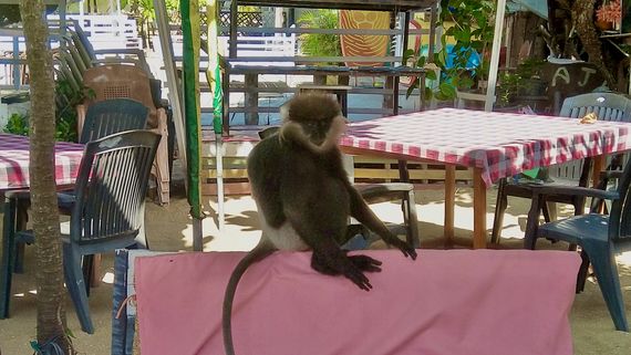 Краснолицый гульман