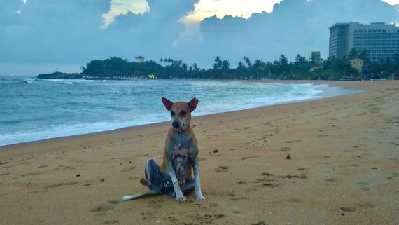 Внезапная собачья само-реализация