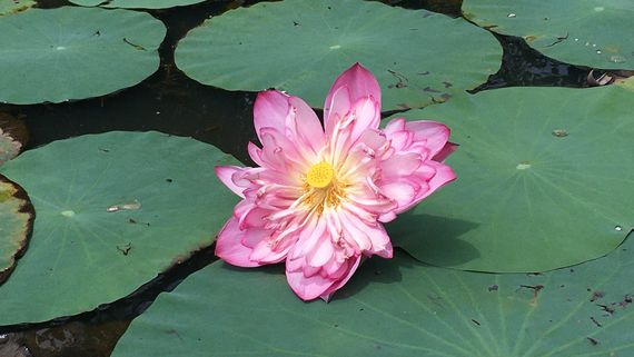 Лотос в Дьятха Уйана