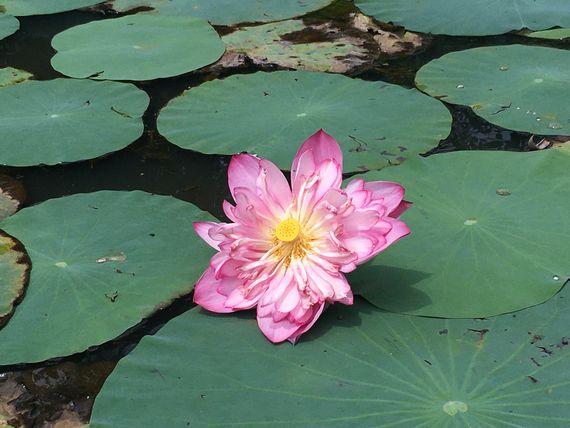 Lotus in Diyatha Uyana