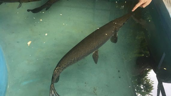 Рыба Аллигатор