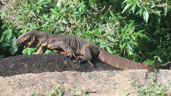 Упитанный бенгальский варан