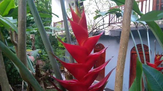 Огненный цветок