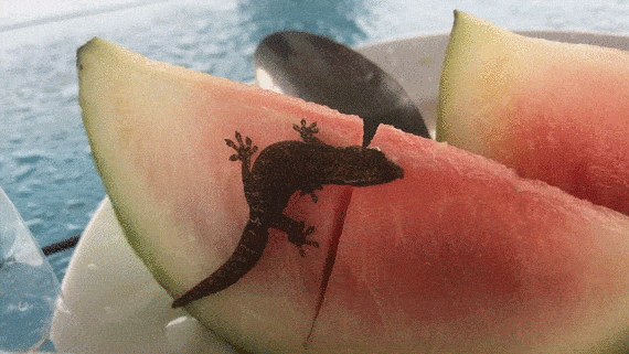 Поклонник арбуза