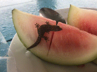 Watermelon Admirer