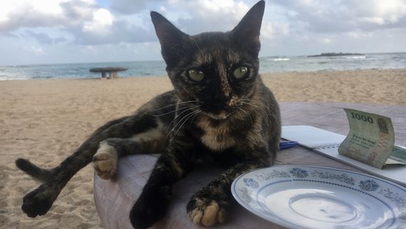 Оккультный советник