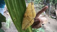 Гигантская цейлонская бабочка