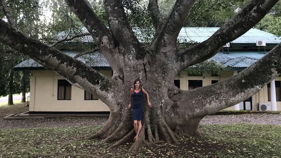 Фикус Тримения (Moraceae)