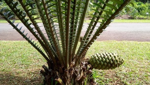 Пальмовый шиш