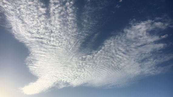 Небесный павлин