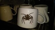 Spider Coffee Cup