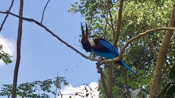 Синяя птица