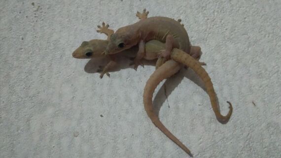 Гекконы на свидании