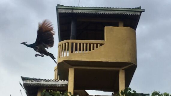 Летающий павлин