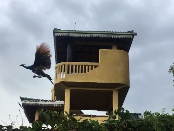 Flying peacock