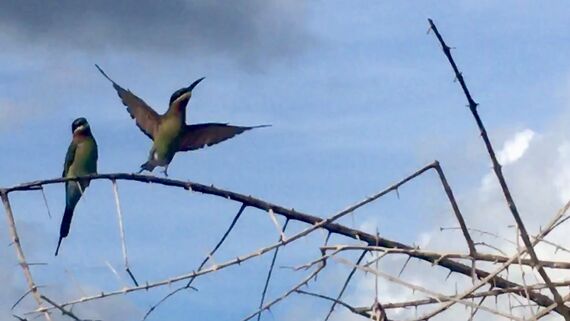 Каштановоголовый пчелоед