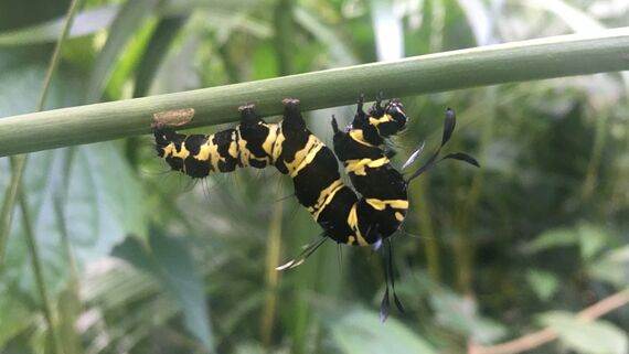 Caterpillar