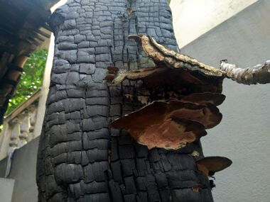 Burnt Tree