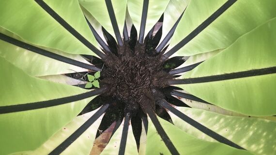 Цветок-гнездо