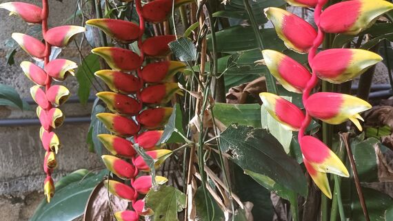 Цветок Попугай