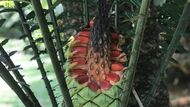 Пальмовый фрукт