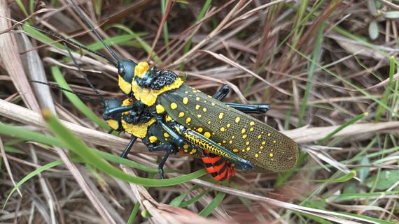 Sri Lankan Grasshoppers