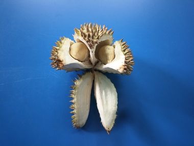 Rebellious Durian