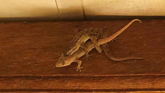 Close Contacts of a Different Kind